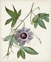 Vintage Passionflower II
