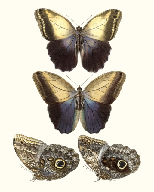 Violet Butterflies III