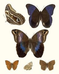 Violet Butterflies IV