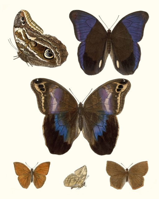 Violet Butterflies IV