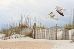 Water Bird Glimpse I