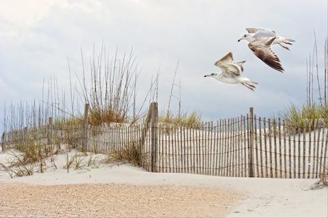 Water Bird Glimpse I