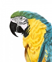Watercolor Parrot