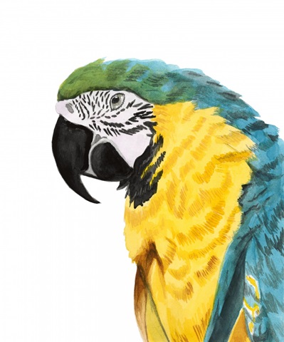 Watercolor Parrot