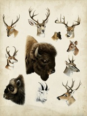 Western Animal Species I