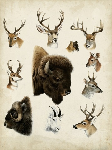 Western Animal Species I