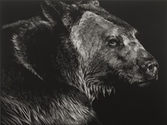Wild Scratchboard II