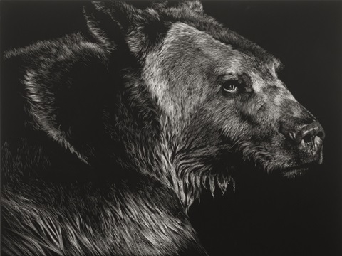 Wild Scratchboard II