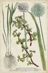 Allium