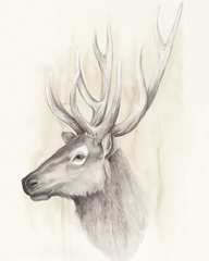 American Wilderness III