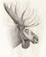 American Wilderness IV