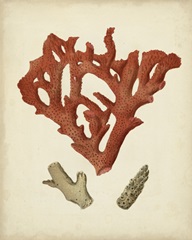 Antique Red Coral II