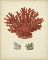 Antique Red Coral III