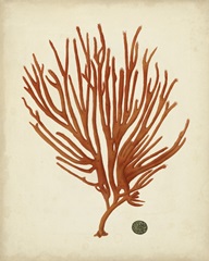 Antique Red Coral IV