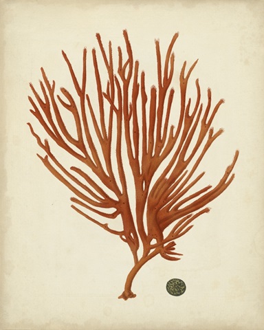 Antique Red Coral IV