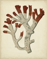 Antique Red Coral VI