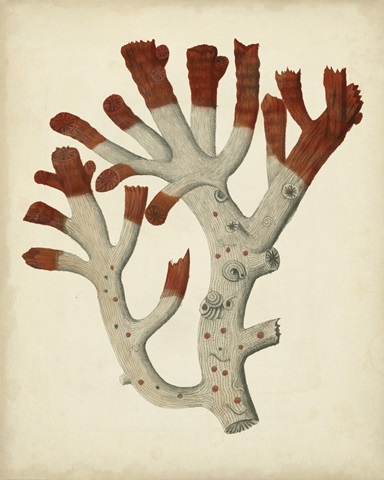 Antique Red Coral VI