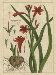 Botanical Study on Linen II