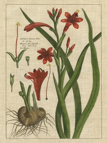 Botanical Study on Linen II