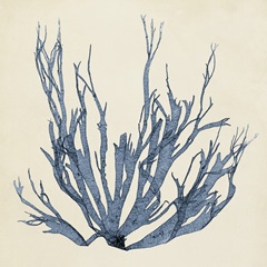 Coastal Seaweed I
