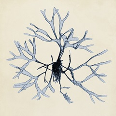 Coastal Seaweed II