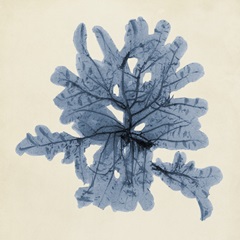 Coastal Seaweed IV