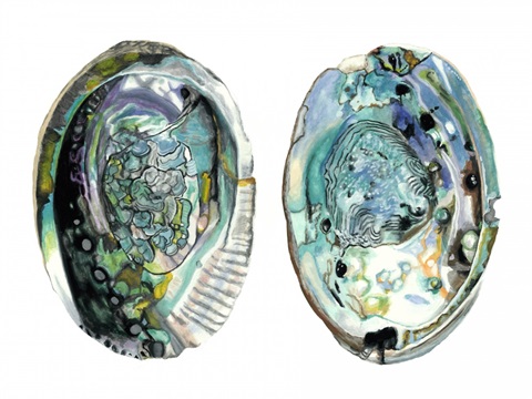 Abalone Shells I