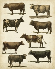 Antique Cow Chart