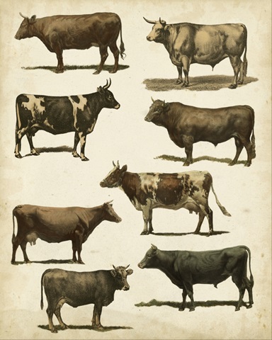 Antique Cow Chart