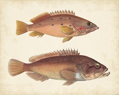 Antique Fish Species I