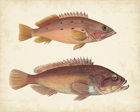 Antique Fish Species I