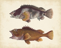 Antique Fish Species II