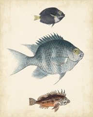 Antique Fish Species III