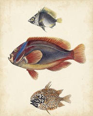 Antique Fish Species IV