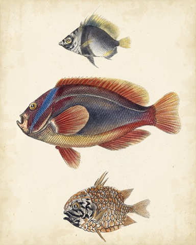 Antique Fish Species IV