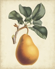 Antique Pear Botanical I