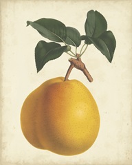 Antique Pear Botanical II