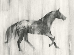 Appaloosa Study I