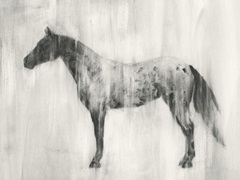 Appaloosa Study II