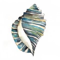 Aquarelle Shells I