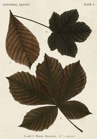Autumnal Leaves III