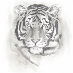 Big Cat Study II