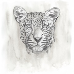 Big Cat Study IV