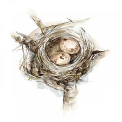 Bird Nest Study I