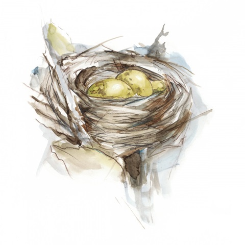 Bird Nest Study III