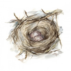 Bird Nest Study IV