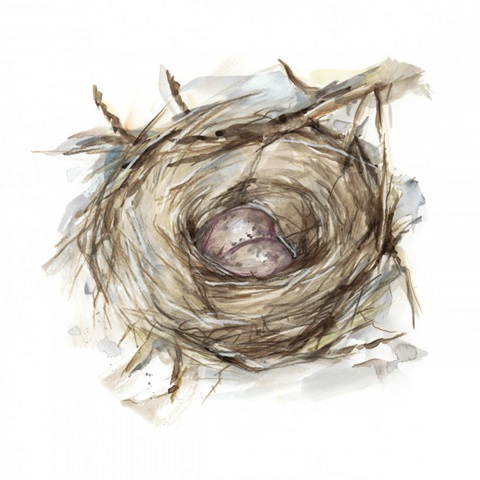 Bird Nest Study IV