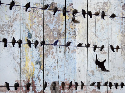 Birds on Wood IV