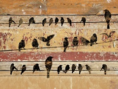 Birds on Wood V