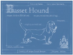 Blueprint Basset Hound